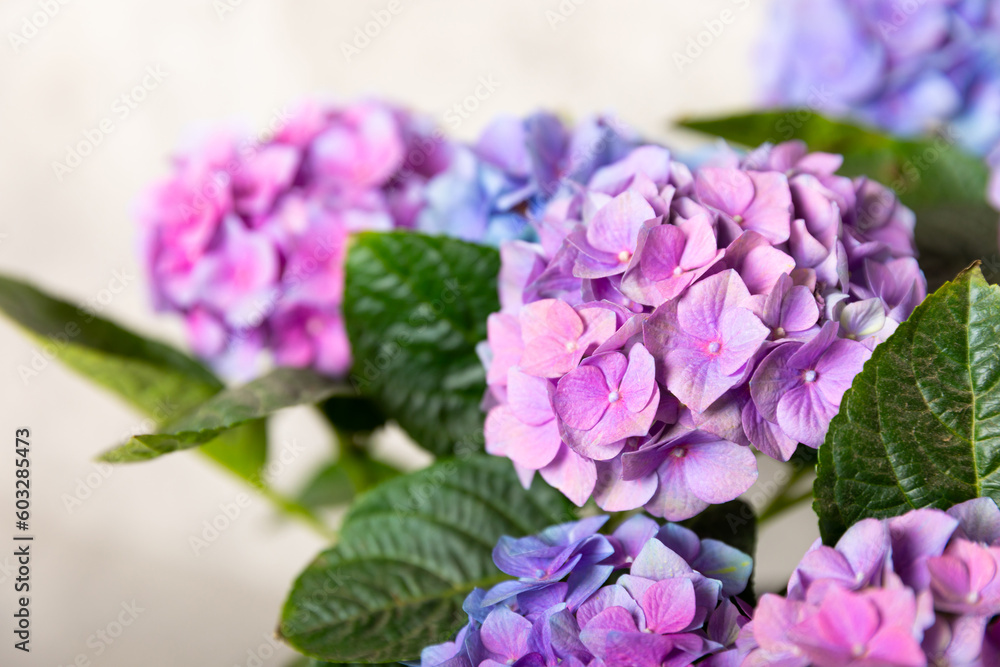 Hydrangea Blooming. Hydrangea on a colorful blurred background. Hydrangea in a pot. Beautiful flowers. Spring bouquet. Blue, pink and lilac hydrangea flowers.Retro Hydrangea Blooming. Hydrangea on a colorful blurred background. Hydrangea in a pot. Beautiful flowers. Spring bouquet. Blue, pink and lilac hydrangea flowers.Retro