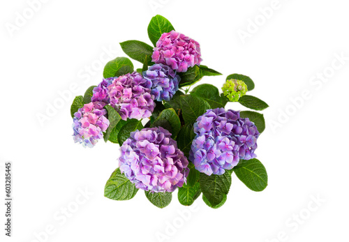 Hydrangea isolated on white background. Hydrangea in a pot. Beautiful flowers. Spring bouquet. Blue, pink and lilac hydrangea flowers. photo