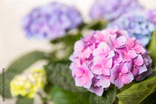 Hydrangea Blooming. Hydrangea on a colorful blurred background. Hydrangea in a pot. Beautiful flowers. Spring bouquet. Blue  pink and lilac hydrangea flowers.Retro