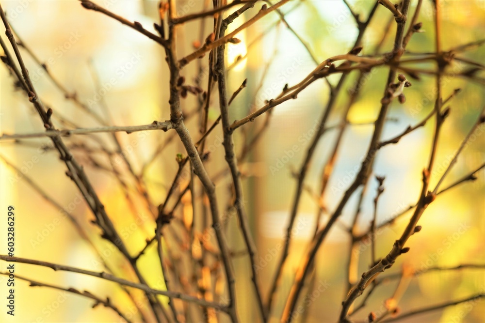 Thin branches in a vase on windowsill, soft focus. Thin branches in a vase on windowsill, soft focus.