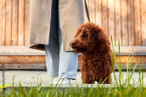 Fototapeta Close-up of a funny red toy poodle walking with his owner, a young girl in a raincoat and jeans