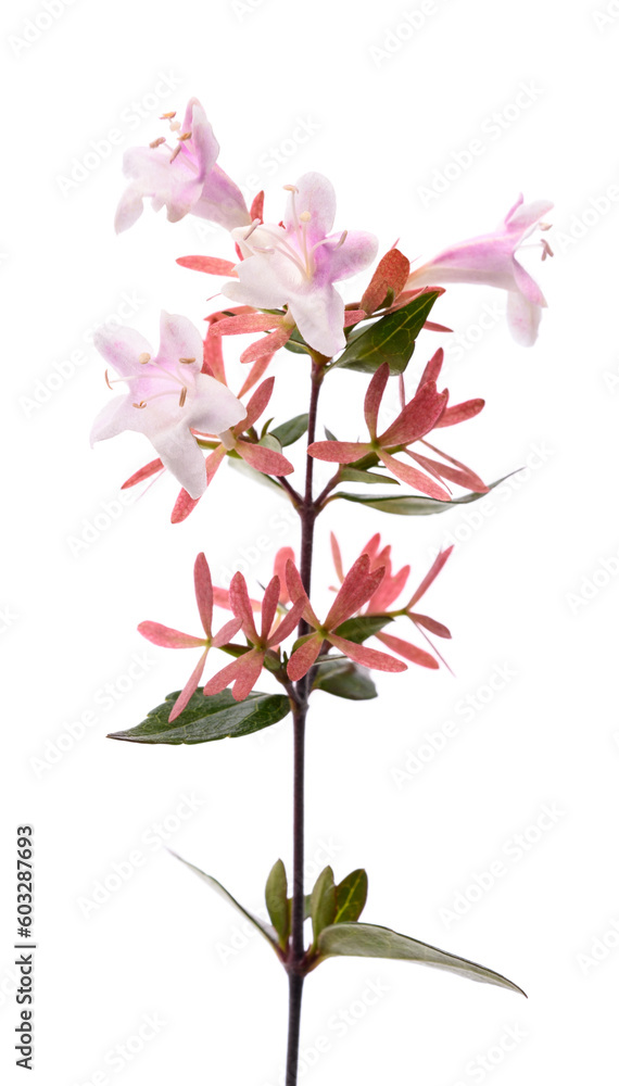 Abelia plant with flowers
