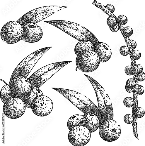 acai food ingredient set hand drawn. organic raw, fruit antioxidant, agriculture healthy, nutrient tropical, natural berries acai food ingredient vector sketch. isolated black illustration