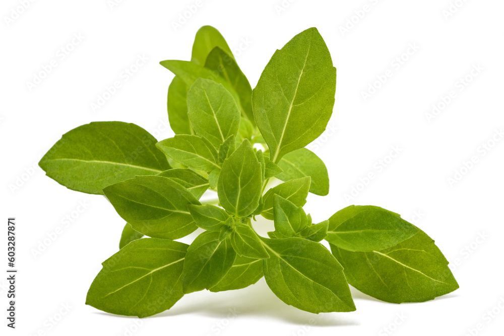 Greek basil Greek basil