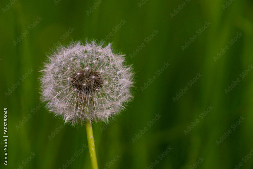 Obraz premium Blow away dandelion seeds yellow dandelion field green background macro Honey bee pollinating meadow Beautiful Wild flower.Spring Taraxacum Bud green background.