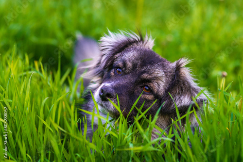 Bild auf Leinwand karst shepherd dog in Tall green grass australian portrait outdoors Purebred meadow standing tongue out RUN copy space grey