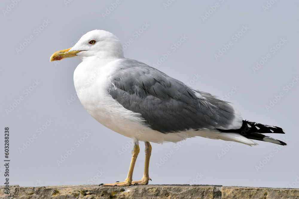 Close-up of seagull perching on wooden post against sky Close-up of seagull perching on wooden post against sky