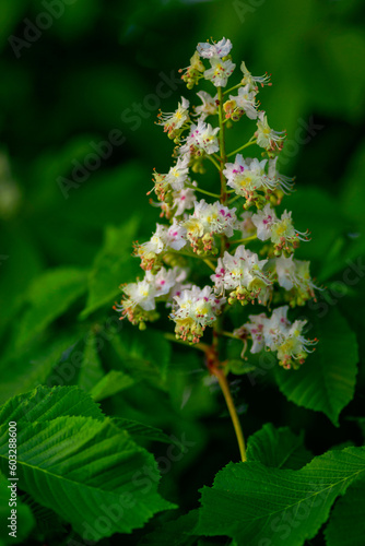 Branch of Horse chestnut blossom leaf (Aesculus hippocastanum) cologne in spring tree tiny tender flowers Beautiful twig beautiful background sunset soft light Branch diagonal composition.