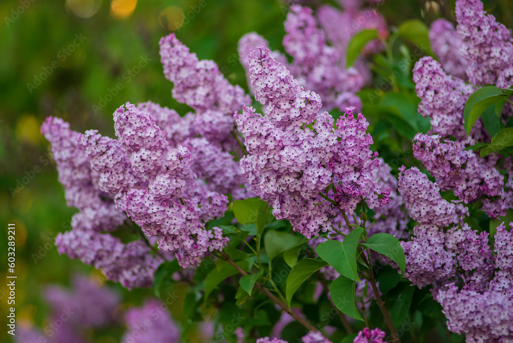 Syringa vulgaris, the lilac or common lilac Blooming purple flowers green background, close up branch Bouquet garden beautiful wallpaper delicate PARFUMS Selective focus cluster smell copy space. Syringa vulgaris, the lilac or common lilac Blooming purple flowers green background, close up branch Bouquet garden beautiful wallpaper delicate PARFUMS Selective focus cluster smell copy space.