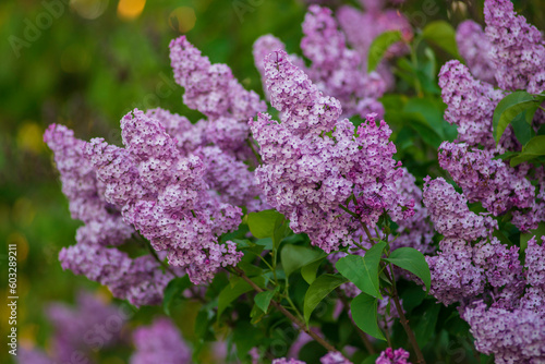 Syringa vulgaris  the lilac or common lilac Blooming purple flowers green background  close up branch Bouquet  garden beautiful wallpaper delicate PARFUMS Selective focus cluster smell copy space.