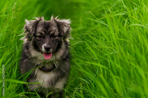 Schilderij op canvas karst shepherd dog in Tall green grass australian portrait outdoors Purebred meadow standing tongue out RUN
