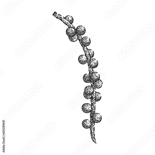 acai antioxidant food hand drawn. ingredient organic, raw fruit, agriculture healthy, nutrient tropical, natural berries acai antioxidant food vector sketch. isolated black illustration