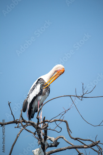 pelican on branch