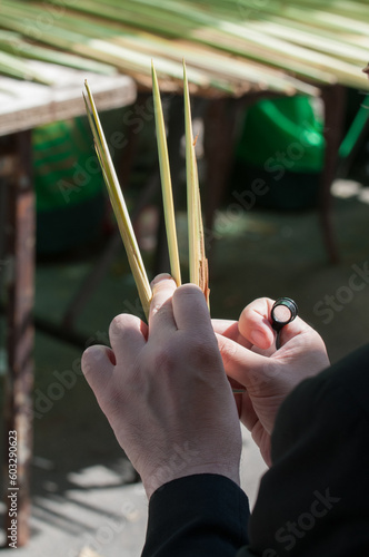 Examining the tip of a lulav or palm frond