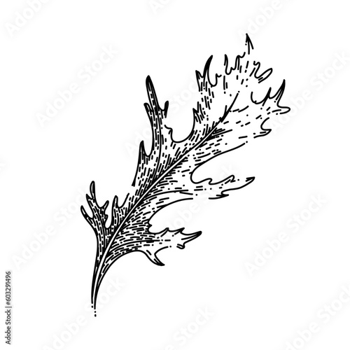 argula green salad hand drawn. fresh vegetable, vegetarian healthy, food plant, leaf organic, rucola rocket argula green salad vector sketch. isolated black illustration