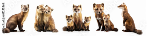 Wildlife forest woods animals pine martens banner panorama long - Collection of cute pine marten animal (martes martes) family with baby, isolated on white background, Generative Ai photo