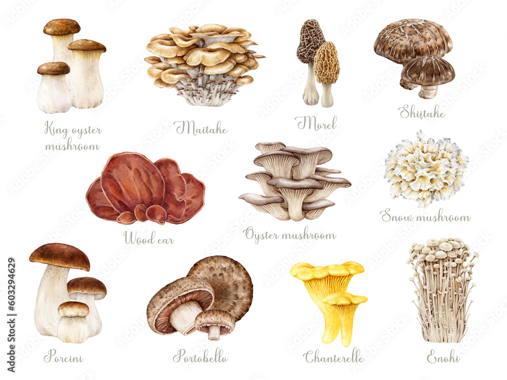 Edible mushrooms hand painted set. Watercolor illustration. Porcini