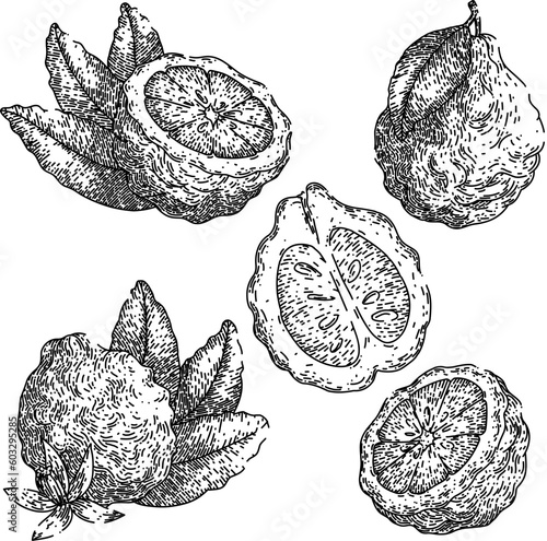 bergamot fruit natural set hand drawn. citrus healthy, ingredient organic, food leaf, tropical aroma, fresh herb bergamot fruit natural vector sketch. isolated black illustration
