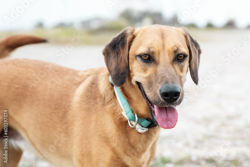 Full face close up portrait of cute happy outbred dog standing outside