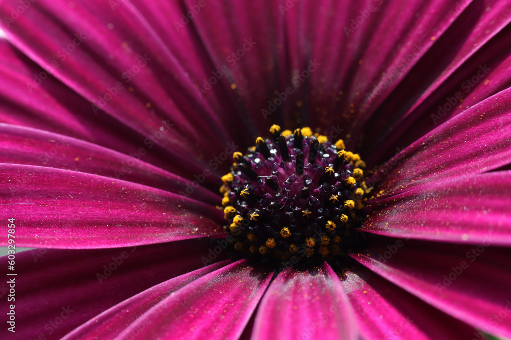 Macro photo in a beautiful shaMacro photo in a beautiful shade of purple African daisyde of purple African daisy Macro photo in a beautiful shaMacro photo in a beautiful shade of purple African daisyde of purple African daisy