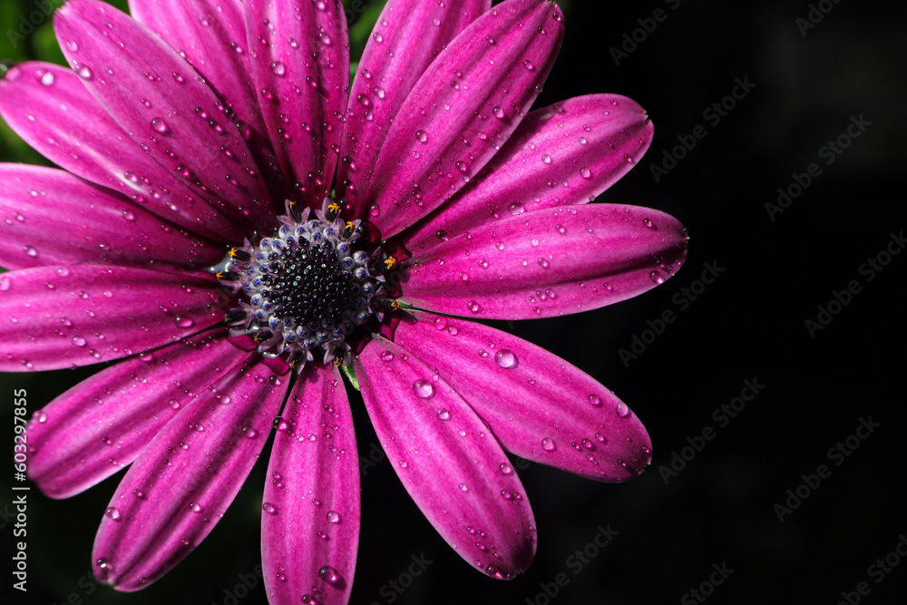Macro photo in a beautiful shade of purple African daisy Macro photo in a beautiful shade of purple African daisy