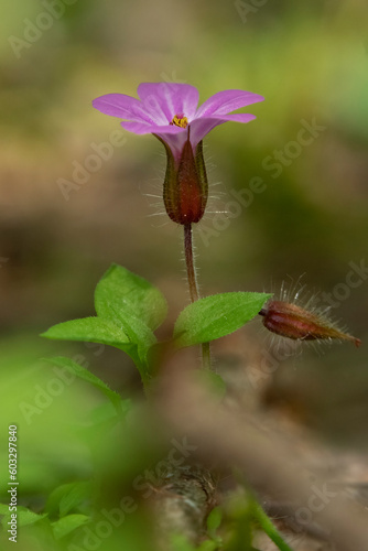 Pink Flower, Geranium Purpureum – Macro Photo 