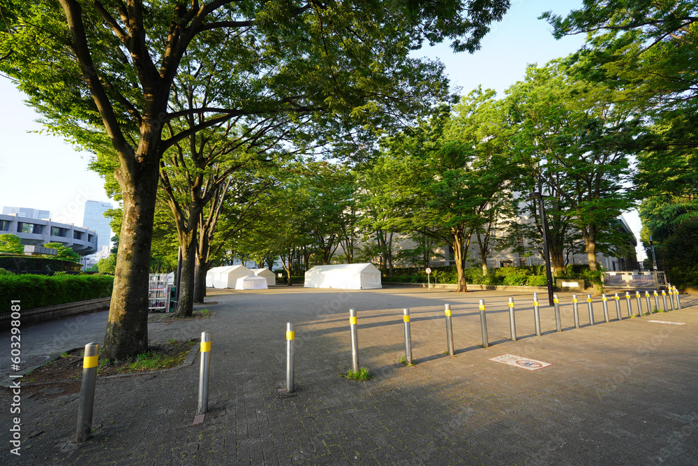 Obraz premium イベント開催日の早朝 代々木公園ケヤキ並木