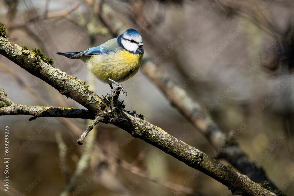 Fototapeta premium blue tit
