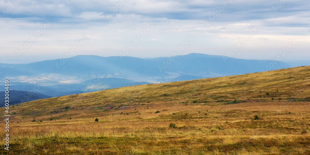 grassy meadow landscape of ukrainian mountains. nature scenery in late summer