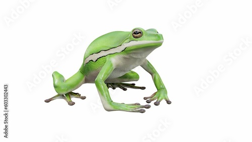 3d animation of American Green Tree Frog, idle, seamless loop, Luma Matte included photo