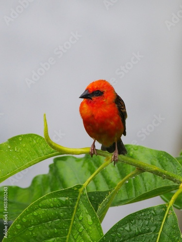 Vibrant red color bird perching on tree in gloomy weather 