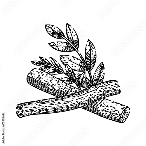 licorice natural aromatic hand drawn. liquorice food, health herbal, liqorice ayurveda, ayurvedic beneficial, biological detoxify licorice natural aromatic vector sketch. isolated black illustration