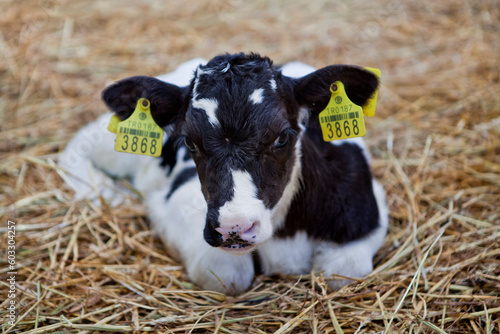   new born  calf in cattle farm