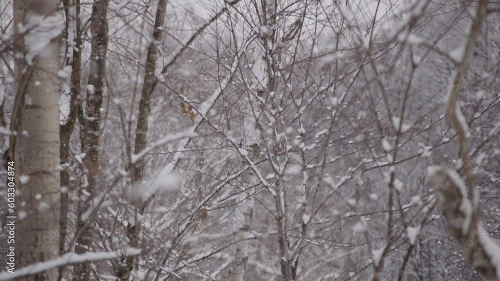 Japan - a tangle of skinny tree branches hold mounds of snow Japan - a tangle of skinny tree branches hold mounds of snow