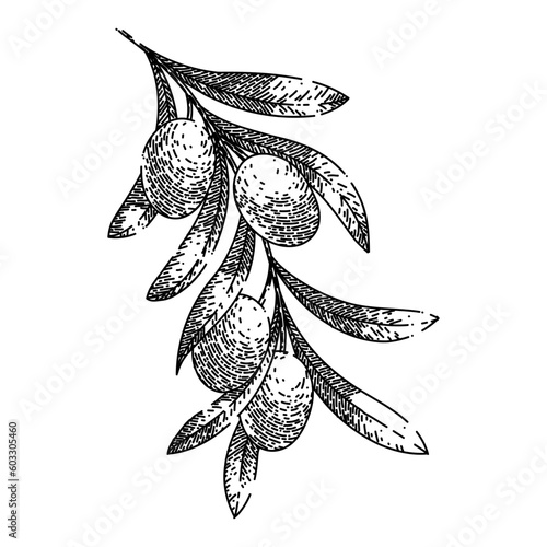 oline green food hand drawn. olive natural, branch organic, plant fresh, leaf leaves, tree healthy oline green food vector sketch. isolated black illustration