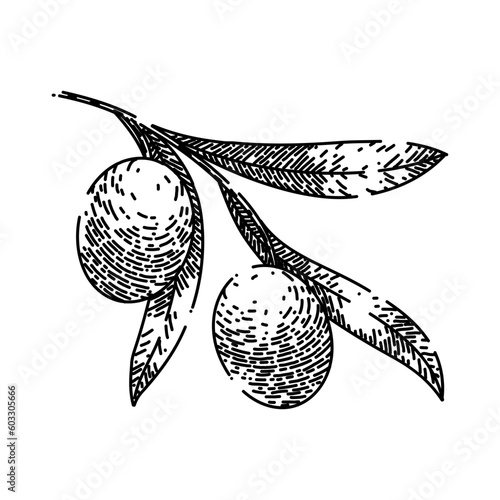 oline organic food hand drawn. olive natural, branch green, plant fresh, leaf leaves, tree healthy oline organic food vector sketch. isolated black illustration