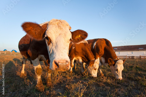 industrial livestock. brown cows in cattle farm © ehasdemir