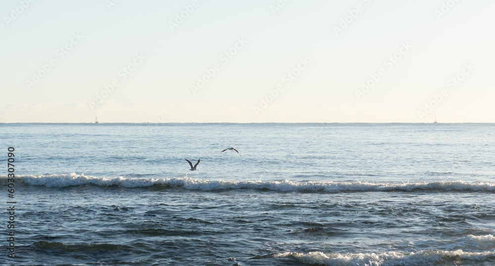 seagulls flying in Sunshine Coast 