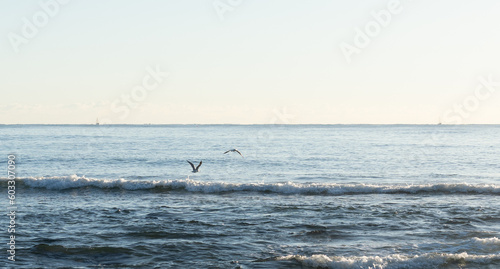 seagulls flying in Sunshine Coast 