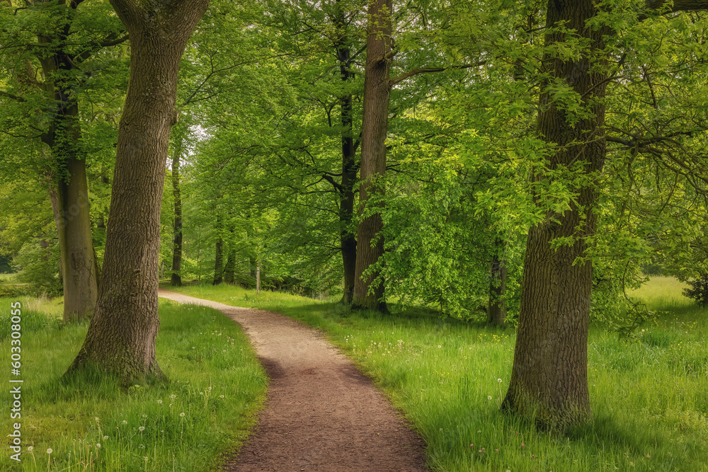 Fototapeta premium Beautiful spring forest, fresh and green, after the rain. Path through the woods. Twicklerbos, the Netherlands.