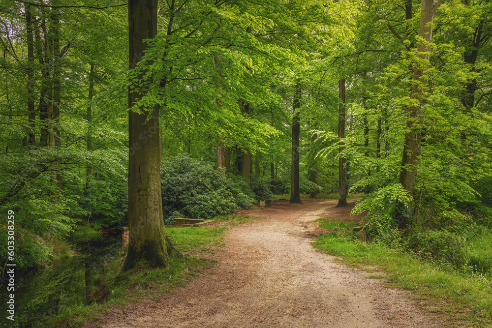 Fototapeta premium Beautiful spring forest, fresh and green, after the rain. Path through the woods. Twicklerbos, the Netherlands.