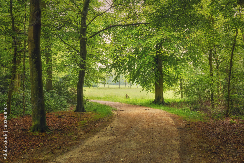Beautiful spring forest, fresh and green, after the rain. Path through the woods. Twicklerbos, the Netherlands. Beautiful spring forest, fresh and green, after the rain. Path through the woods. Twicklerbos, the Netherlands.
