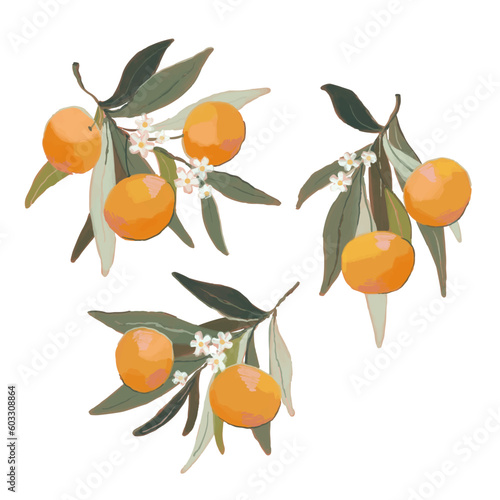 Set of orange branches. Hand drawn mandarin with ripe fruits, leaves and flowers on white background. Vector illustration