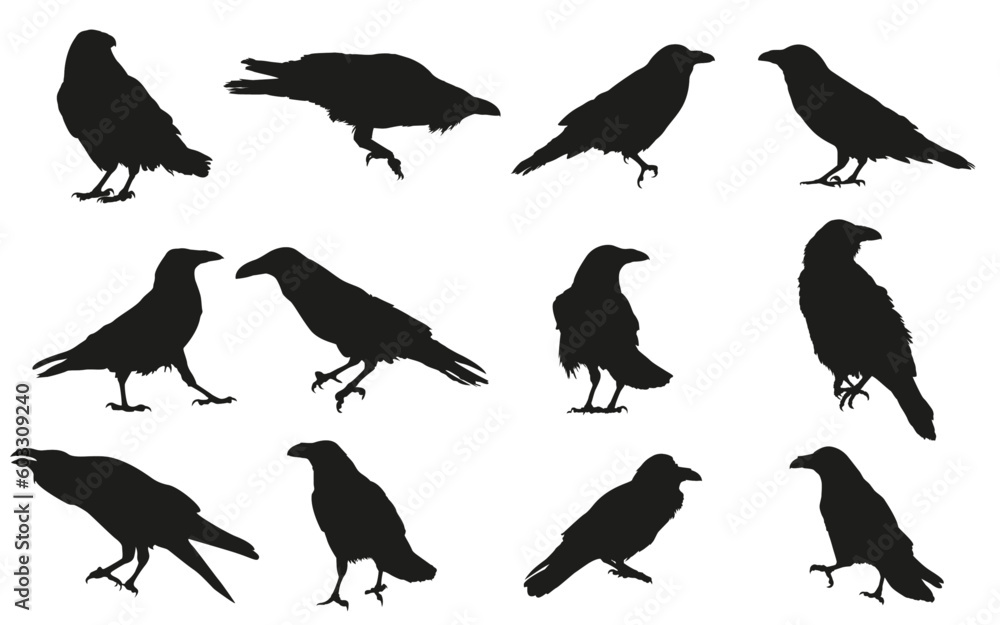 Obraz premium set of silhouettes of common raven