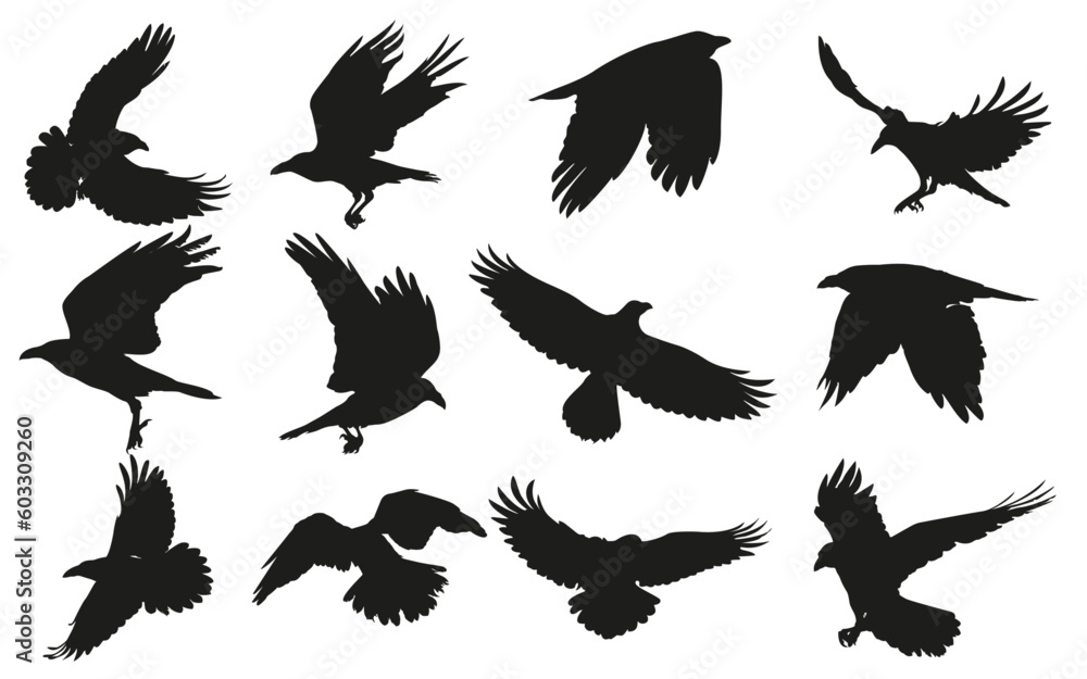 Set of Common Raven Silhouettes Set of Common Raven Silhouettes