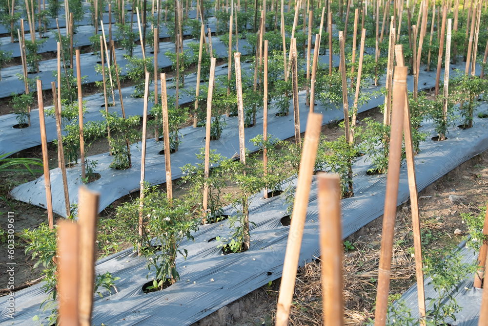 Fototapeta premium Rows of chili vegetables growing in agricultural plantation. agriculture. Farmland landscape. selective focus