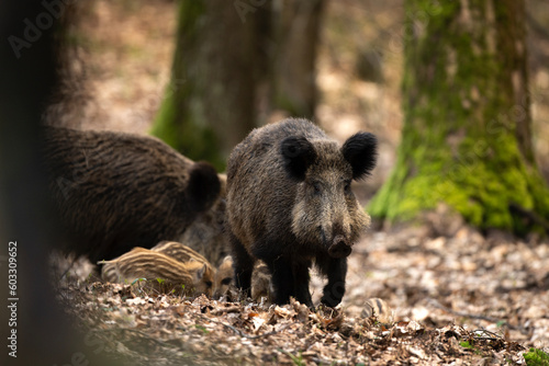 Group of wild pig in the spring forest. Wild sow with small piglets in the wood. European wildlife. 