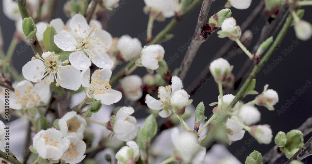 Branches of blossoming sakura on a black background Branches of blossoming sakura on a black background