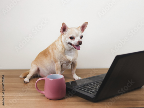 brown short hair chihuahua dog sitting on wooden floor with computer notebook and pink cup of coffee, working on computer screen.