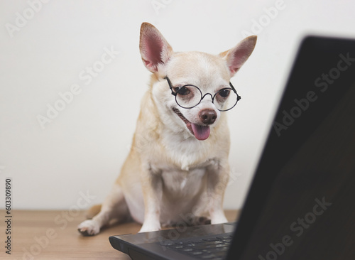 brown short hair chihuahua dog wearing eyeglasses sitting on wooden floor with computer notebook working and looking at computer screen.
